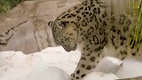 猞猁和雪豹看到雪,这激动的小模样,很是可爱