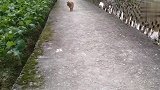 谁说猫咪不粘人，看看这猫咪和狗狗跟了主人几里路