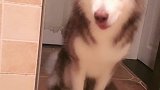 狗狗总能找到合适的地方躺