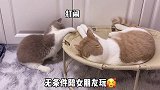 快给你的男朋友看黄桃不是猫 甜甜的恋爱 真实 男朋友