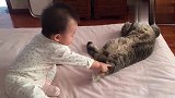 小宝宝对猫咪很好奇，不停地用手去触摸，接下来的反应好搞笑！