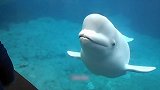 一只白色的海豚，还会恶搞别人，真是太有趣了