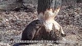 男子正在锯树，不料树干里却钻出个小动物，镜头拍下可爱的画面