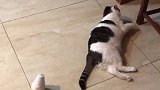 猫：烦不烦呀，谁想给你玩，走开！