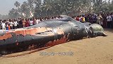 印度海滩出现12米巨型生物，遭到上万人围观，它是什么来头