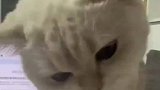 猫咪能吃旺旺仙贝，有没有懂的家人们