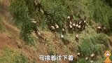 花豹捕猎时总有敌人跟踪窥视，狮子，鬣狗专抢它的猎物，没办法