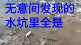 无意间发现水坑里面的全是鱼