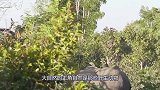 狮子一口咬住斑马喉咙，怎料斑马突然发飙，狮子的下场太惨