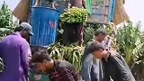 香蕉装车现场，人多力量大