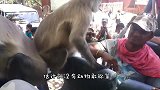 猴子欺负狗狗，结果反被3只狗狗追着打，猴子这下倒霉了！(1)