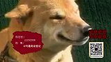 日本柴犬表情帝成网红，竟会坏笑傻笑微笑，萌翻了