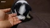 新生的边境牧羊犬小狗狗 小家伙长得太秀气了