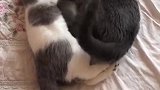 猫：别动，我就要搂着你睡觉！