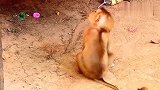 被遗弃的小猴跟人类的感情非常要好