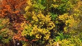 色彩斑斓的季节