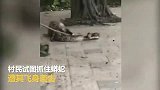 网事搜罗-20171114-蟒蛇吞掉小羊后飞身袭击