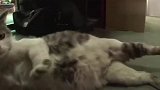 流浪猫躲进杂货店，却不是为了偷吃，结局太感人