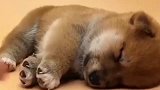知道柴犬为什么叫戏精吗，看它睡觉的样子，是不是像极了上课的你