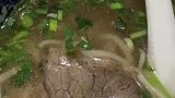 不得不说兰州拉面还得是兰州拉面
