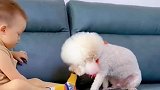 小狗配合小主人脱袜子，萌娃还知道搭把手，两个不会说话的小家伙太可爱了