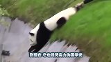 老外想抱抱熊猫，国宝誓死反抗，半块苹果到手，熊猫：你随便摸吧