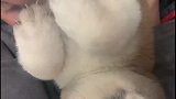 不高兴的宠物，你喜欢哪一个