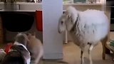 猫：美女过来了，我得表现一下自己