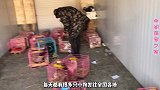 每天都有很多只宠物狗，发往全国各地，喜欢的直接找我