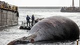 小鲸鱼带领潜水员发现70吨死亡大鲸鱼，意大利海警耗时3天打捞