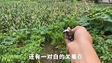 人工繁殖出来的鸟，在野外放了几天就变野了，但是晚上就回来睡觉