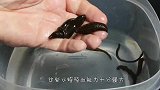 水蛭吸住猴子大腿根儿，怎么拉扯都无济于事，疼得猴子惨叫连连