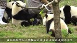 熊猫在外面还没玩够，饲养员直接将它抱回家，下一秒憋住别笑