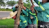 暴雨突袭贵港,2000多棵绿化树倒塌!幸亏有他们……