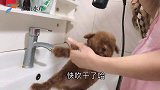 亲自挑选的泰迪，洗剪吹后撒娇又卖萌，打疫苗会不会配合呢？