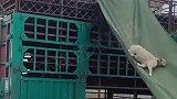 牧民用篷布搭滑梯，羊羊它这辈子都没想到它还会坐一回滑梯