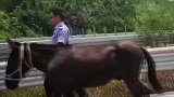 施工队骏马上山吃草误闯高速 车流中逆行狂奔2公里被拍下