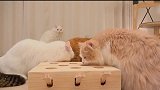 漂亮的猫咪们，这么多只小可爱，都想养怎么办
