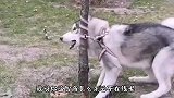 我给你点面子 你真以为我傻呢 你看我扎不扎你就完了