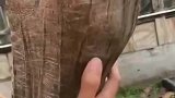 这只龟年事已高，送走了一代又一代人