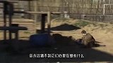 男子拿生肉喂食雄狮，可雄狮注意力全在男子身上，这是怎么回事
