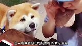 搞笑配音狗子：你就给我吃点能咋地！都快把我馋哭了