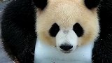 熊猫：好朋友要懂得分享的哦