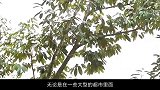 榴莲树能长上百颗榴莲，为什么榴莲还那么贵？果农说出实情