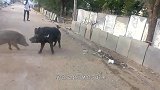 一家人在院子里聊天，一头野猪闯进来，接下来发生温馨的一幕