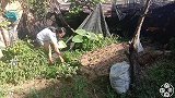 夏季天气炎热，农村妹子教你凉拌薄荷，家常菜最下饭