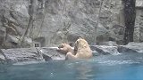 北极熊宝宝不幸落水，北极熊妈妈的反应太快了，镜头记录全过程