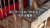 全科目马犬宠物用品