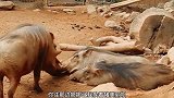 搞笑配音野猪也想有爱情，可惜猪闺蜜不给机会！萌新