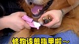 修狗，该剪指甲了啦